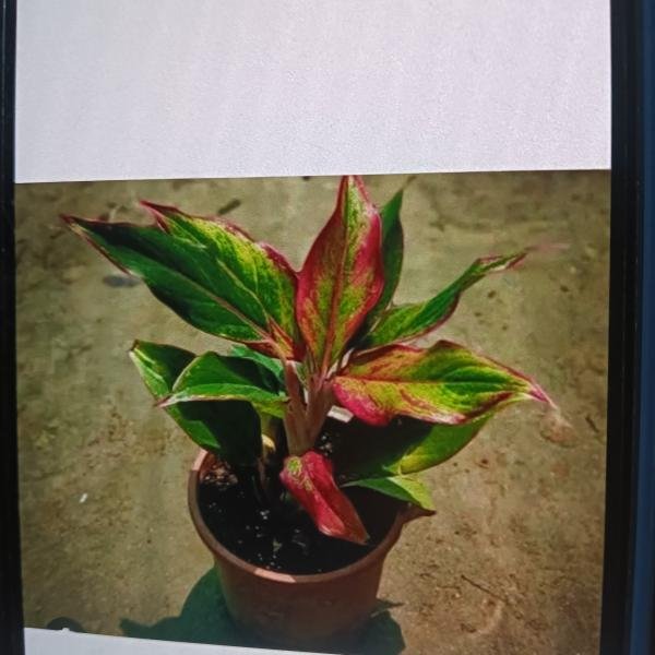 Lipstick plant