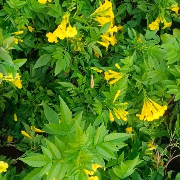 Tikoma plant