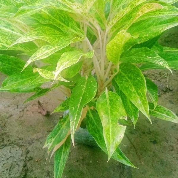 Green iglonima