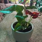 Anthonium plant with white ceramic pot