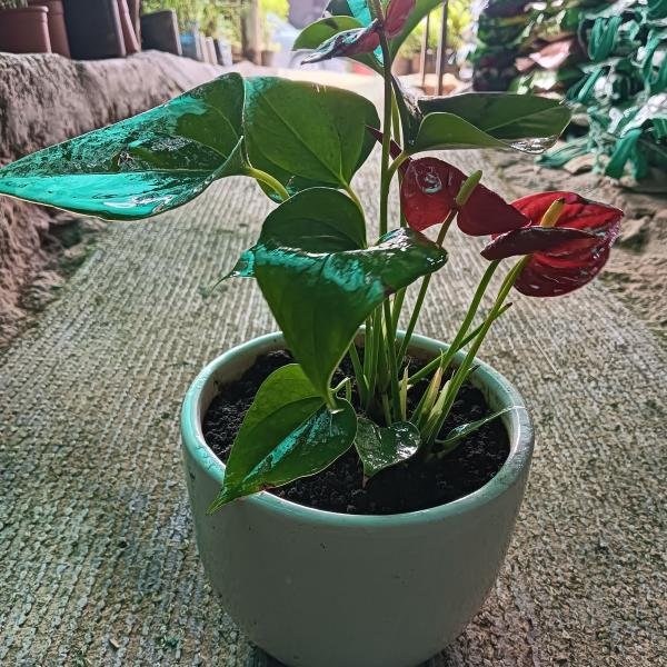 Anthonium plant with white ceramic pot