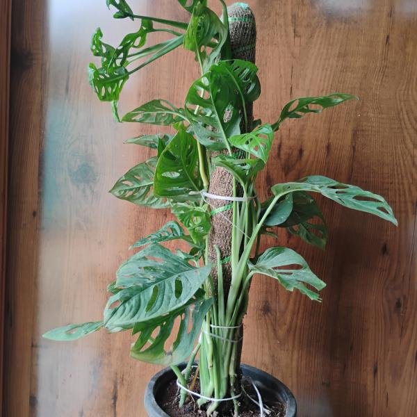 Monstera adansonii plant with plastic pot