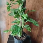Monstera adansonii plant with plastic pot