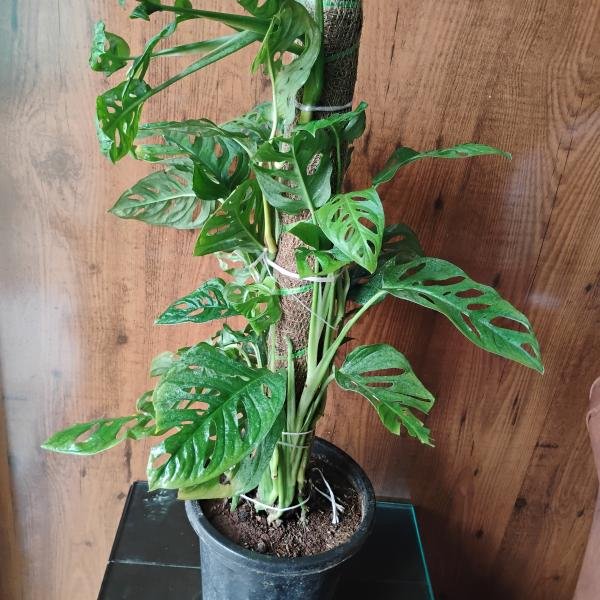 Monstera adansonii plant with plastic pot