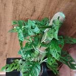 Monstera adansonii plant with plastic pot