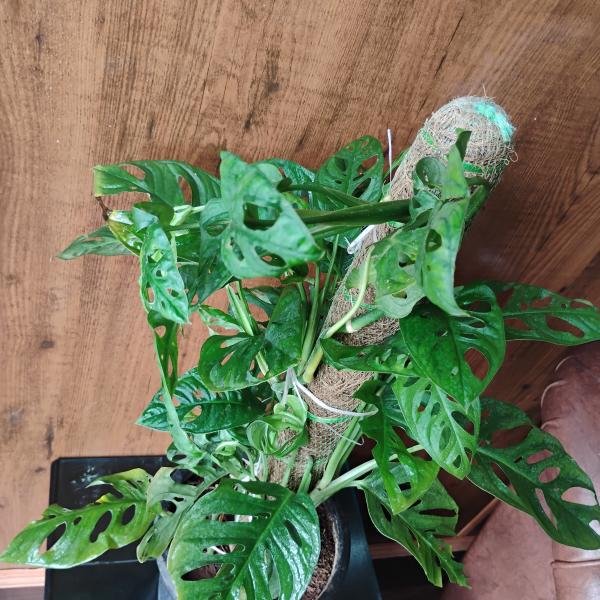 Monstera adansonii plant with plastic pot