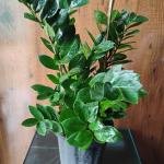 ZZ plant with plastic pot