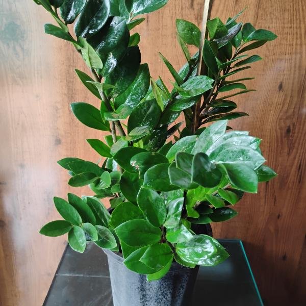 ZZ plant with plastic pot