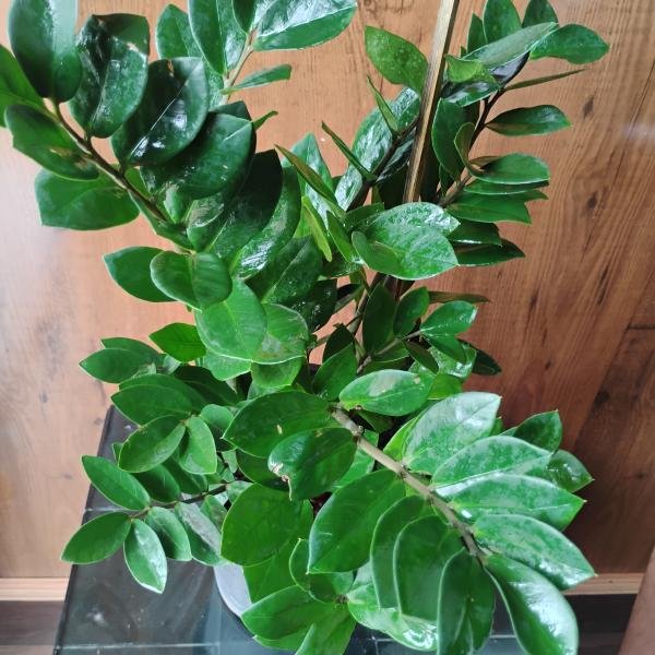ZZ plant with plastic pot