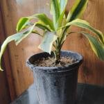 Variegated Dracaena plant with plastic pot