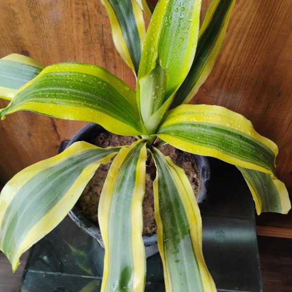 Variegated Dracaena plant with plastic pot