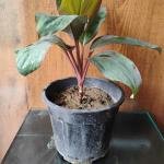 Dracaena kedarnath plant with plastic pot