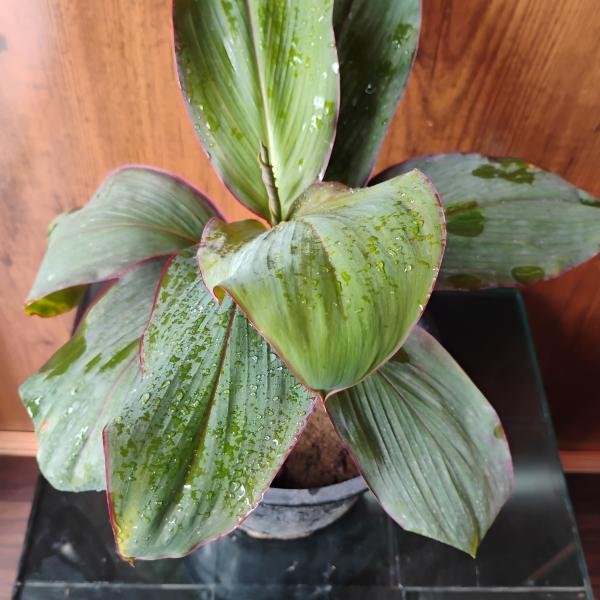 Dracaena kedarnath plant with plastic pot