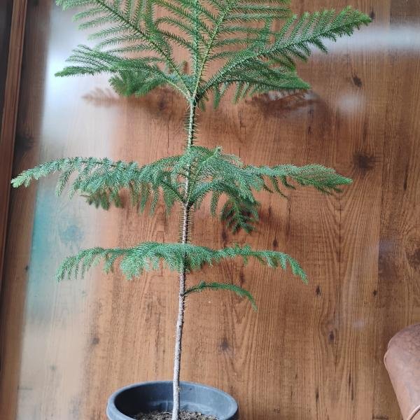 Christmas plant with plastic pot