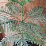 Christmas plant with plastic pot