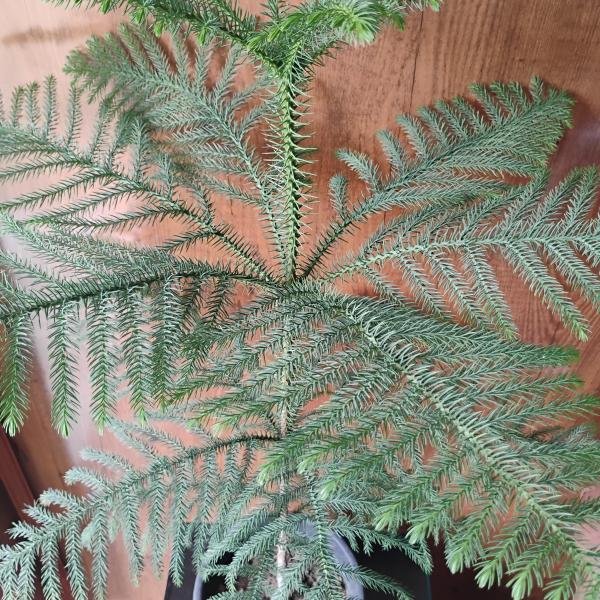 Christmas plant with plastic pot