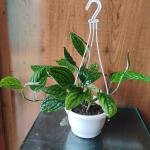 Monstera peru plant with hanging pot