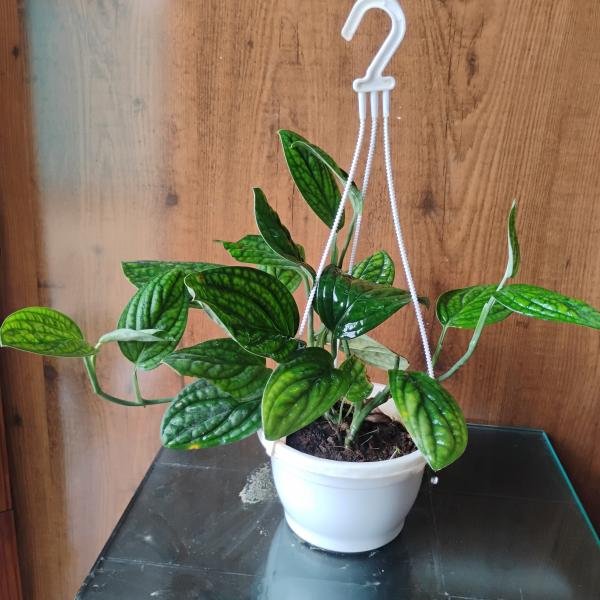 Monstera peru plant with hanging pot