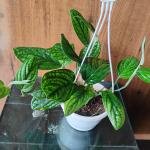 Monstera peru plant with hanging pot
