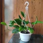Monstera peru plant with hanging pot