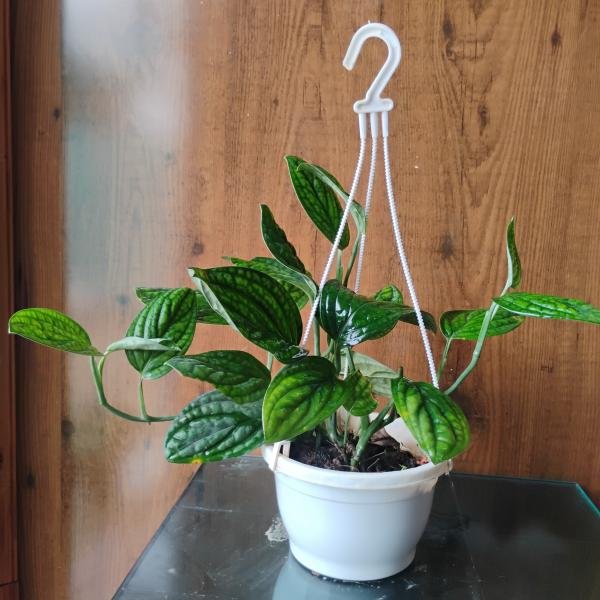 Monstera peru plant with hanging pot
