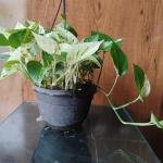 Golden pathos plant with hanging pot