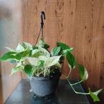 Golden pathos plant with hanging pot
