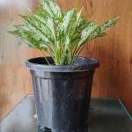 Aglaonema bonsai plant with plastic pot
