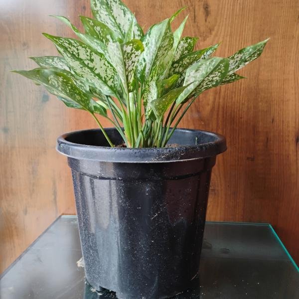Aglaonema bonsai plant with plastic pot