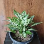 Aglaonema bonsai plant with plastic pot
