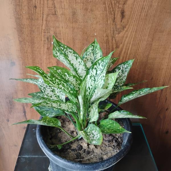 Aglaonema bonsai plant with plastic pot