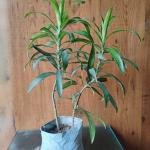 Green Song of India plant with plastic bag