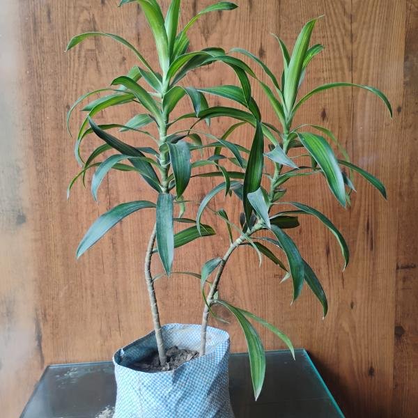 Green Song of India plant with plastic bag