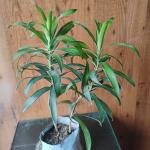 Green Song of India plant with plastic bag