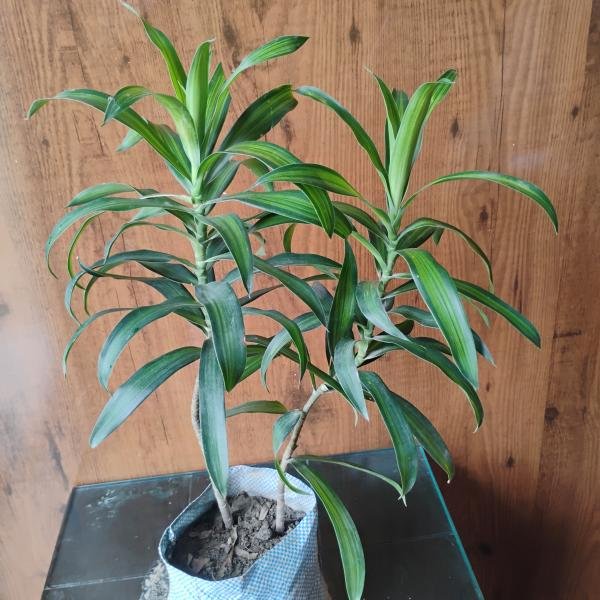Green Song of India plant with plastic bag