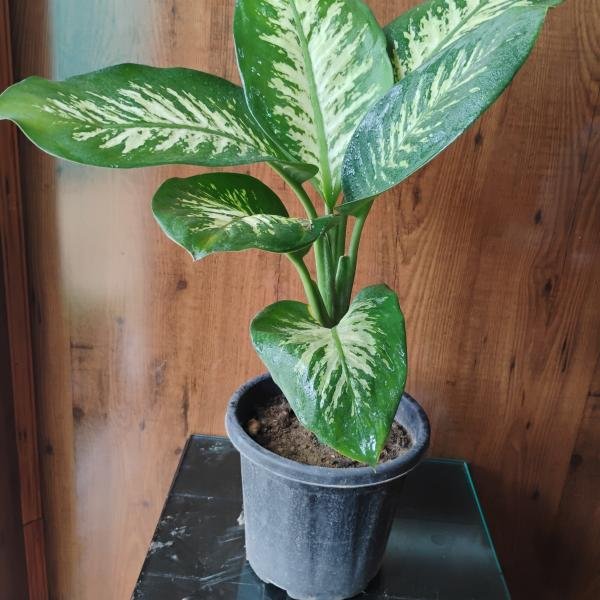 Diffenbachia plant with plastic pot
