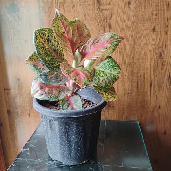 Aglaonema red plant with plastic pot