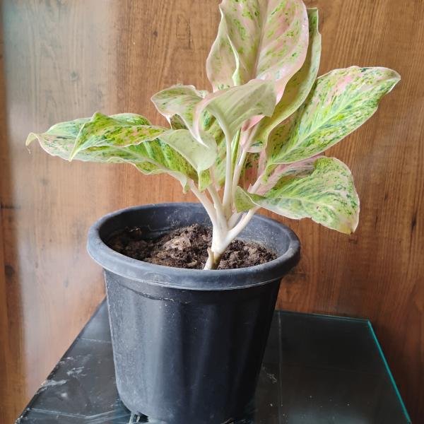Aglaonema 101 plant with plastic pot