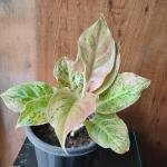 Aglaonema 101 plant with plastic pot