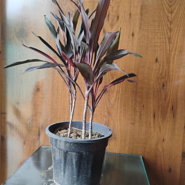 Dracaena mahatma plant with plastic pot