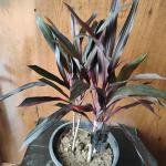 Dracaena mahatma plant with plastic pot