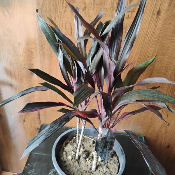 Dracaena mahatma plant with plastic pot
