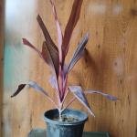 Cordyline fruticosa plant with plastic pot