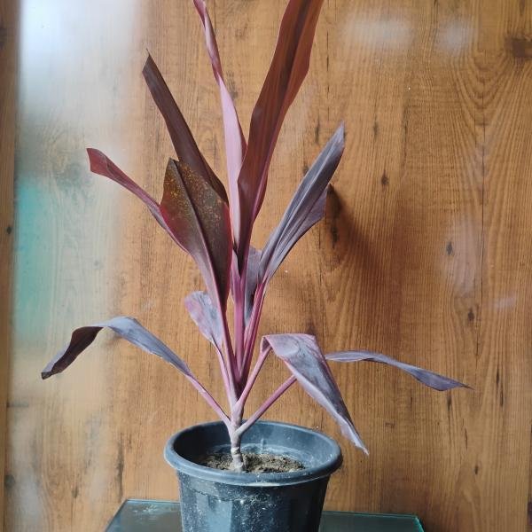 Cordyline fruticosa plant with plastic pot