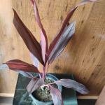 Cordyline fruticosa plant with plastic pot