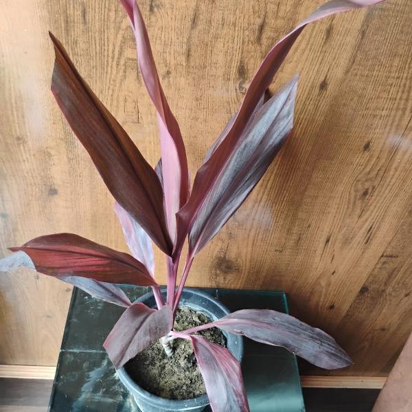 Cordyline fruticosa plant with plastic pot
