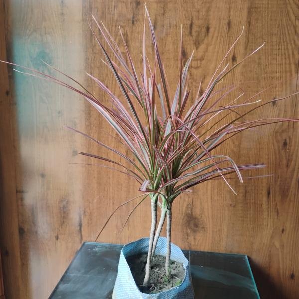 Colorama pink plant without pot