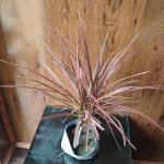 Colorama pink plant without pot