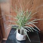 Green colorama plant with plastic bag