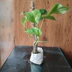 Money plant with plastic bag